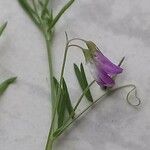 Vicia parviflora Flower