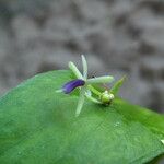 Ruscus hypoglossum Λουλούδι