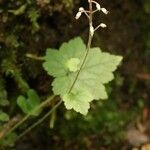 Tiarella polyphylla Flor