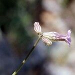 Silene behen Blüte