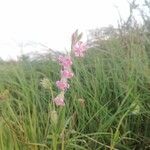 Silene bellidifolia Kvet