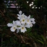 Beclardia macrostachya Virág