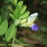 Vicia laeta 花