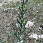 Isatis tinctoria Blad