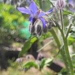 Borago officinalisЦветок