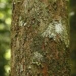 Pouteria brachyandra Kabuk