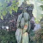 Carica papaya Плод