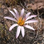 Mutisia hamata Flower