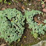 Cotula hispida Hoja