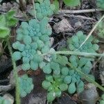 Sedum fragrans Blad