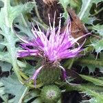 Cirsium acaulon 花