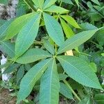 Ceiba pentandraBlad