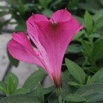 Alstroemeria spp. Květ