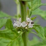 Lycopus europaeus Flower