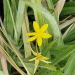 Hypoxis hirsuta Λουλούδι