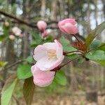 Malus coronaria Cvet