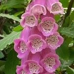 Digitalis thapsiCvet