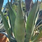 Agave salmiana Habitus