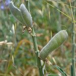 Lupinus formosus Fruto