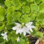 Campanula garganica পাতা