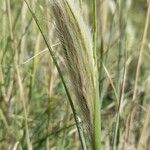 Leptochloa crinita Flower