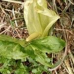 Arum italicumFlower