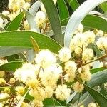 Acacia melanoxylon Blomma