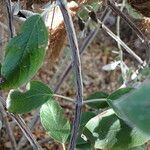 Salvia discolor Bark