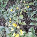 Hieracium sabaudum Hàbitat