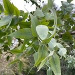 Eucalyptus cinerea Leaf