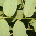 Dalbergia glomerata Leaf