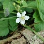 Rubus caesius Flower