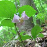 Trillium catesbaei Habit