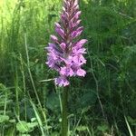 Dactylorhiza fuchsii Virág