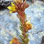 Sedum alpestre Blomma