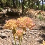 Eriogonum compositum Flower