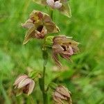 Epipactis helleborineFlower