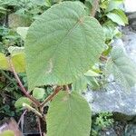 Actinidia chinensis Leaf