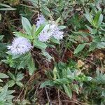 Hebe salicifolia 花