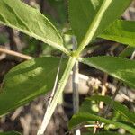 Rubia tinctorum বাকল