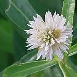 Alternanthera philoxeroides Flower