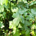 Acer × bornmuelleri Deilen