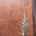 Tillandsia albida Leaf