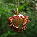 Monodora myristica Flower