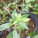 Andrographis paniculata Blad