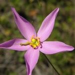 Sabatia grandiflora Flor