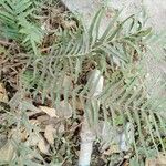 Pteris longifolia Blad