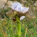 Iris hermona Fleur