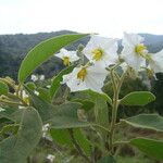 Solanum variabile Λουλούδι