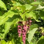 Leycesteria formosaFlor